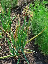 Tree onions or 'walking onions' produce bulbs at the top of the stem. Growing Shallots Eschalots In Usa Zone 5a Climate