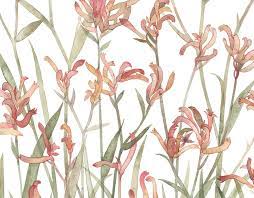 Australian Native Flora On Behance Australian Wildflowers Australian Flowers Flora Background