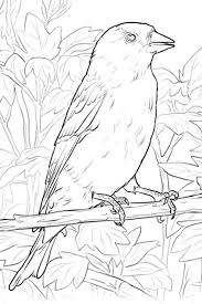 Favorite birds stained glass coloring book, download free crafts for kids, dover coloring books. Usa Pacific West Coast State Washington Wa Only Kids Only