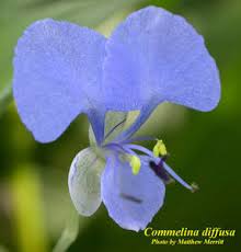 Image result for Commelina diffusa