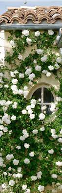Post Anything From Anywhere Customize Everything And Find And Follow What You Love Create Your Own White Climbing Roses Climbing Roses Beautiful Gardens