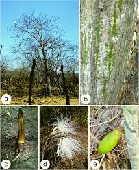 Image result for Pseudobombax