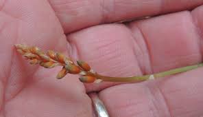 Image result for Aloe ballii