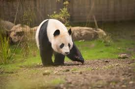 Giant Panda Shocked By Electric Fence At Edinburgh Zoo Chester And District Standard