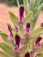 Image result for Disa zombica