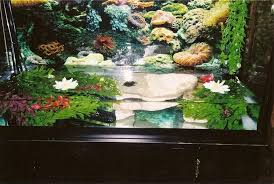 Common Musk Turtle Tank Step Pics Plz Snappers Softshells Muds And Musks Paludarium Tortue