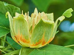 When open grown, white oaks have rugged, irregular crowns that are wide spreading, with a stocky bole. Best Connecticut Native Trees For Spring Flowers Rayzor S Edge Tree Service