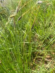 Image result for Setaria incrassata