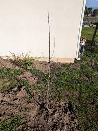 Honeycrisp Apple, 2 Fuji Apple, Santa Barbara Peach and a Pear freshly  planted bare roots. Pruning advice please. : r/FruitTree