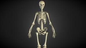 Anatomy 3d atlas allows you to study human anatomy in an easy and interactive way. Female Human Skeleton Zbrush Anatomy Study 3d Model By Ruslan Gadzhiev Ruslangadzhiev 5f28b52