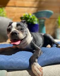 Advanced Veterinary Care (AVC)