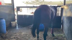 Do you reckon Bess (Parody...