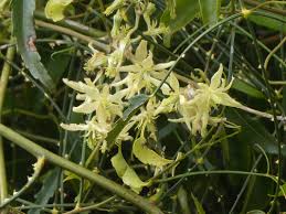 Image result for Clematis costata