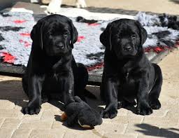 Image result for labrador retrívr