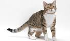 American Wirehair Cat Breed Information - GoKitty