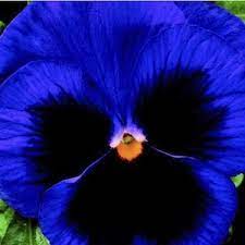 Pin By Cassie D On Flowers Pansies Flowers Annual Flowers Pansies