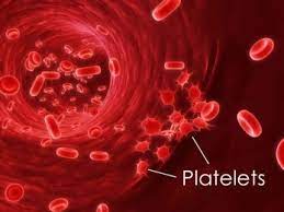 When your platelet levels are lower than normal, your blood isn't able to clot as it should, putting you at a higher risk for excessive bleeding. Diet To Increase Platelet Count In Blood Indian Diet Plan