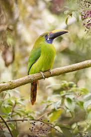Cloud Forest Emerald Toucanet Beautiful Birds Most Beautiful Birds Pet Birds