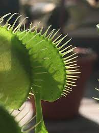 Venus Fly Traps Can Easily Survive Without Flies They Re Plants After All Venus Fly Trap Fly Traps Venus Fly Trap Terrarium