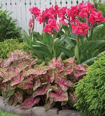 Pin On Gardening