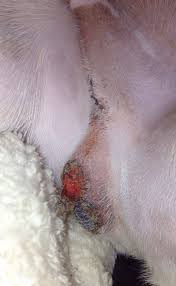 Image result for scrotum dog skin peeling