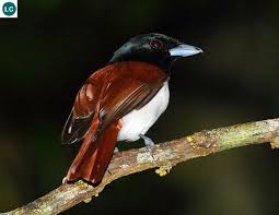 Https Www Facebook Com Pages Thi C3 8an Nhi C3 8an K E1 Bb B2 Th C3 9a 171150349611448 Ref Hl Chim Vanga Hung đảo Madaga Passerine Bird Birds Of Prey Species