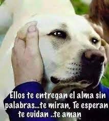 Resultado De Imagen Para Perros Frases Amor Perros Frases Perros Amor De Perro