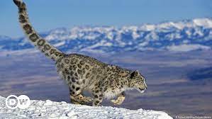 Snow leopards are apex predators in central asia, known as ghosts of the mountains due to their elusive nature. Snow Leopards In Grave Decline Report Says Global Ideas Dw 21 10 2016