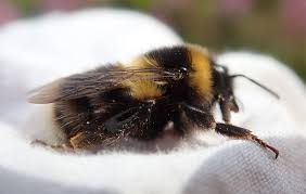 Image result for Bombus jonellus