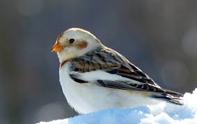 Small Birds Of Western Washington Wshg Net Special Winter Birds Featured The Garden November Winter Bird Birds Beautiful Birds