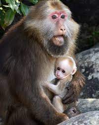 Maybe you would like to learn more about one of these? Pin On Animal Stories