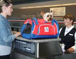 Tips On Bringing Your Pets To Vietnam Pet Travel Class Pet Pets