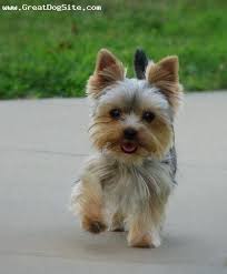 Little Yorkie Yorkshire Terrier Puppies Yorkie Puppy Cute Animals