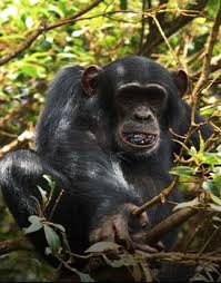 Image result for Agelanthus keilii