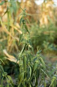 Image result for Leucas