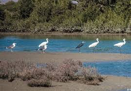 نتيجه تصويري براي جنگل حراي گورزين