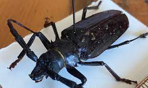 Essentially all literature prior to 2007 therefore incorrectly uses the na. Here S How To Handle Beetles That Invade Your Home