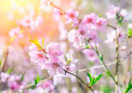 19 high quality free photos of spring flowers in different resolutions. Peach Flowers Blooming In The Garden In Spring Spring Flowers Stock Photo Picture And Royalty Free Image Image 145914855