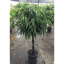 Image result for Ficus variifolia