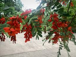 Image result for Sesbania punicea