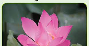 Maybe you would like to learn more about one of these? Kunci Jawaban Buku Tematik Kelas 6 Tema 2 Bunga Teratai Kanal Jabar