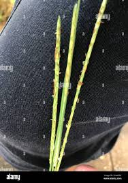 Image result for Elionurus tripsacoides