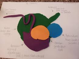 Different Activities To Illustrate Digestion In Animal Science Animal Science Activities Animal Science Animal Science Lessons