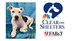 Maybe you would like to learn more about one of these? Angel Up For Adoption At Jacksonville Animal Shelter Kark