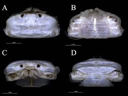 Image result for Cadaba glaberrima