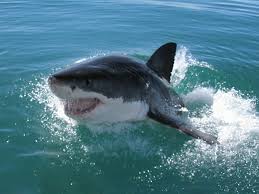 What A Fantastic Action Shot From Our Shark Conservation Programme Http Www Oysterworldwide Com Gap Year So Great White Shark Shark Conservation White Sharks