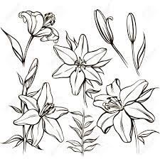 vecteur defini avec fleur de lys blanc orne et bourgeon en noir couleur isole sur silhouette lineaire d ouverture elements floraux dans le style contour pour la conception coloriage ballons coeur