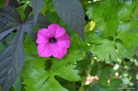 The differences between wave & cascading petunias. Greenstalk Garden Tower Review Petunias Garden Surfinia Petunia
