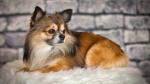 Chihuahuas remained a rarity until the early 20th century and the american kennel club. Langhaar Chihuahua Herkunft Geschichte Charakter Dieser Rasse Petplan