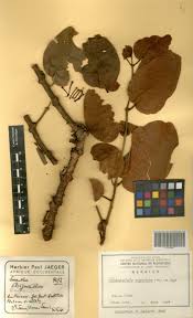 Image result for Englerina